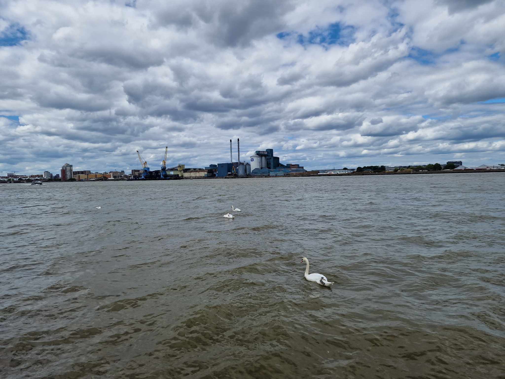 240. SWANS AT HIGH TIDE